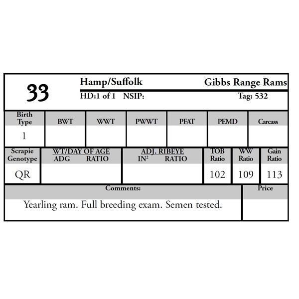 Gibbs Range Rams - 1 HAMP/SUFFOLK Ram