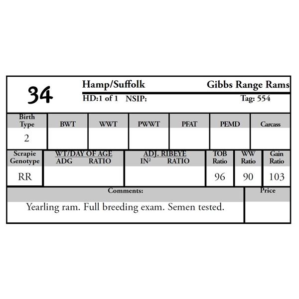 Gibbs Range Rams - 1 HAMP/SUFFOLK Ram