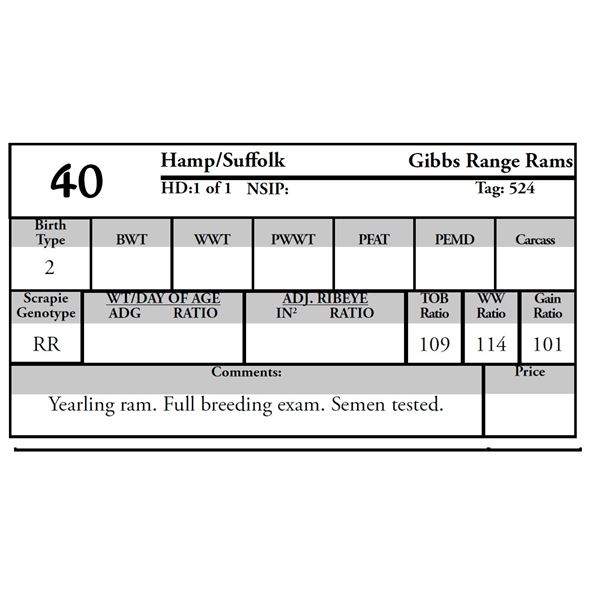 Gibbs Range Rams - 1 HAMP/SUFFOLK Ram