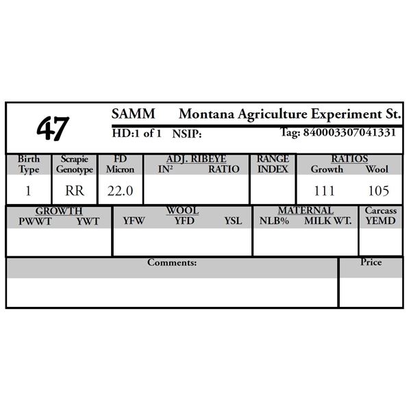 Montana Agriculture Experiment Station - 1 SAMM Ram
