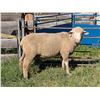 Image 2 : Montana Agriculture Experiment Station - 1 SAMM Ram