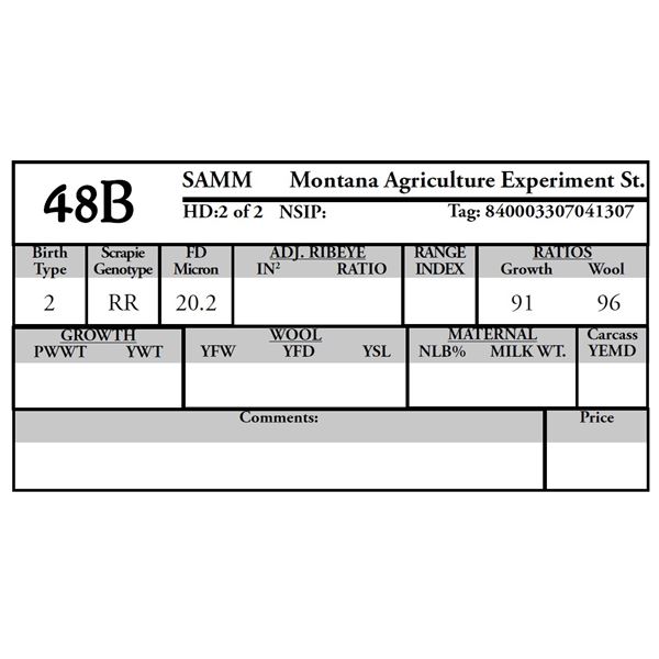 Montana Agriculture Experiment Station - 2 of 2 SAMM Ram