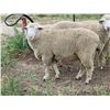 Image 2 : Running Wild American Cormo - 1 American Cormo Ram