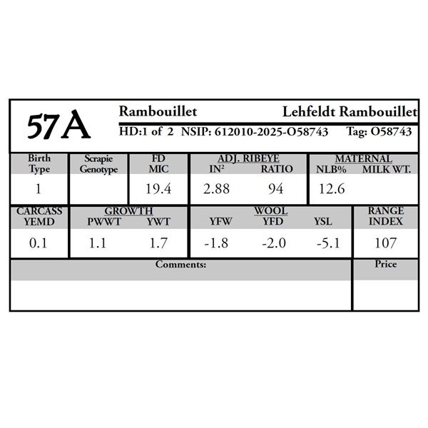 Lehfeldt Rambouillet - 1 of 2 Rambouillet Ram