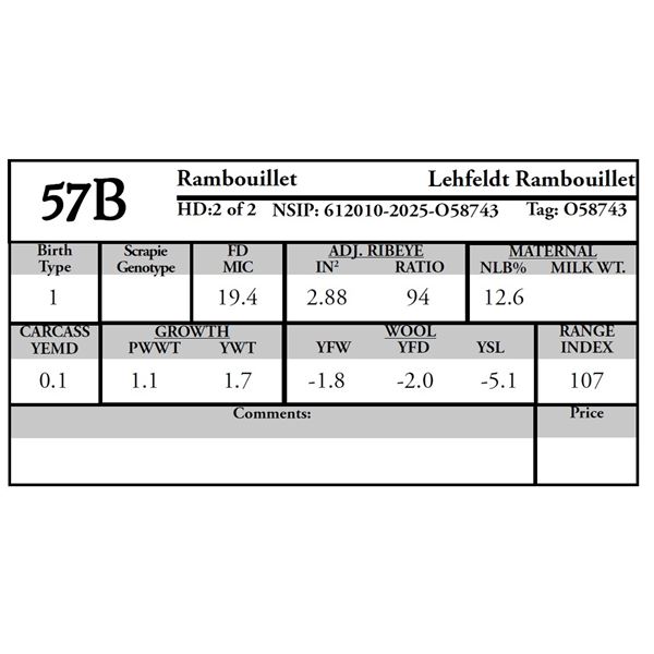 Lehfeldt Rambouillet - 2 of 2 Rambouillet Ram