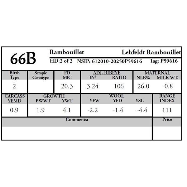 Lehfeldt Rambouillet - 2 of 2 Rambouillet Ram
