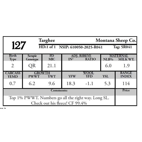 Montana Sheep Co. - 1 Targhee Ram