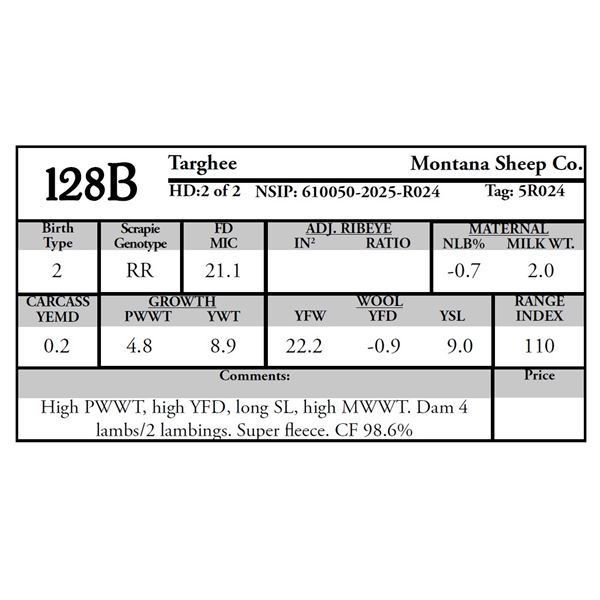 Montana Sheep Co. - 1 Targhee Ram