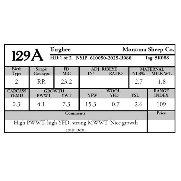 Montana Sheep Co. - 1 Targhee Ram