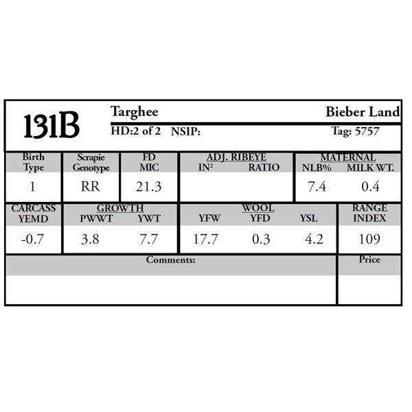 Bieber Land - 2 of 2 Targhee Ram