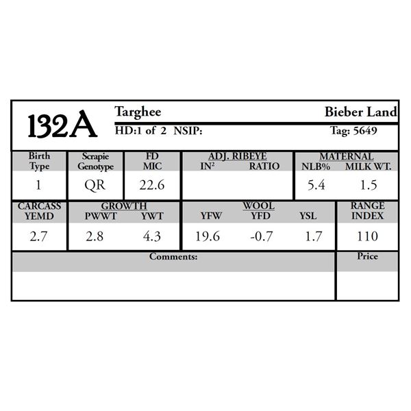 Bieber Land - 1 of 2 Targhee Ram