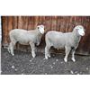 Image 2 : Green Ranch Targhees - 1 of 2 Targhee Ram