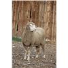 Image 2 : Hughes Newford Co. - 1 of 2 Targhee Ram