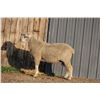 Image 2 : Hughes Newford Co. - 2 of 2 Targhee Ram