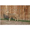 Image 2 : Hughes Newford Co. - 1 of 2 Targhee Ram
