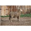 Image 2 : Hughes Newford Co. - 2 of 2 Targhee Ram