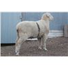 Image 2 : Skull Creek Targhee - 1 Targhee Ram
