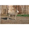 Image 2 : Hughes Newford Co. - 2 of 2 Targhee Ram