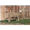 Image 2 : Hughes Newford Co. - 2 of 2 Targhee Ram