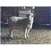 Image 2 : Front Range Sheep -  Targhee Ram