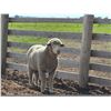Image 2 : Front Range Sheep -  Targhee Ram