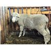 Image 2 : Front Range Sheep -  Targhee Ram