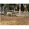 Image 2 : Front Range Sheep -  Targhee Ram