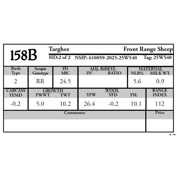 Front Range Sheep -  Targhee Ram