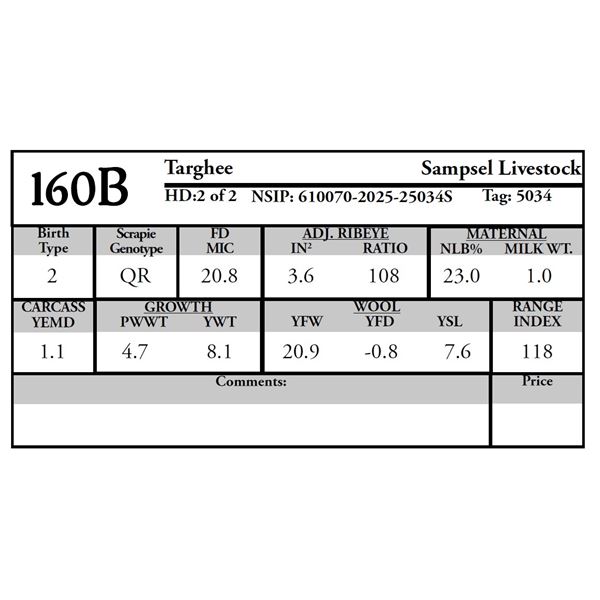 Sampsel Livestock - 2 of 2 Targhee Ram
