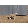 Image 2 : Sampsel Livestock - 2 of 2 Targhee Ram
