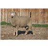 Image 2 : Sampsel Livestock - 2 of 2 Targhee Ram