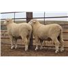 Image 2 : McRae Brothers - 1 of 2 Targhee Ram