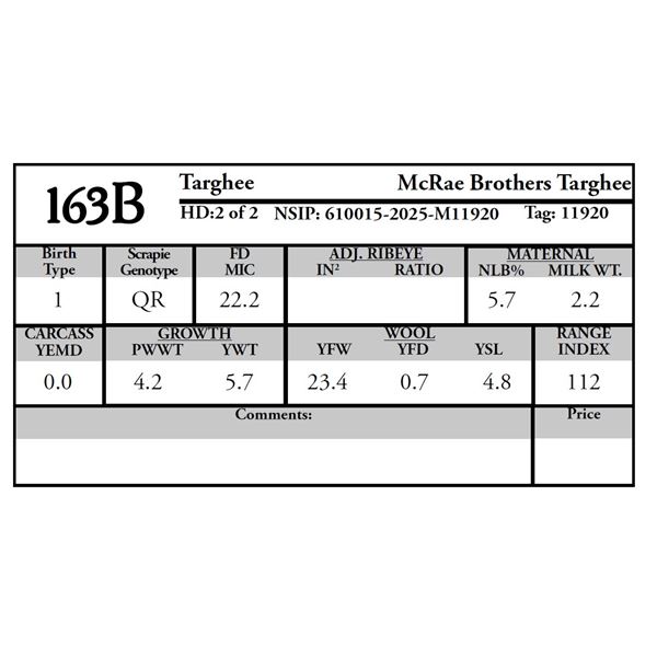 McRae Brothers - 2 of 2 Targhee Ram