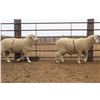 Image 2 : McRae Brothers - 1 of 2 Targhee Ram