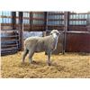 Image 2 : Sam Ortmann - 1 Targhee Ram