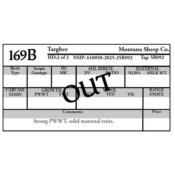 Montana Sheep Co. -  OUT OF SALE Ram