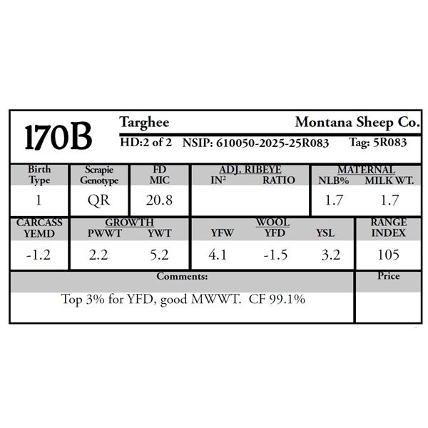 Montana Sheep Co. - 1 Targhee Ram