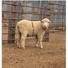 Image 2 : Ian & Kim McRae - 1 Targhee Ram