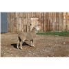 Image 2 : Hughes Newford Co. - 1 Targhee Ram