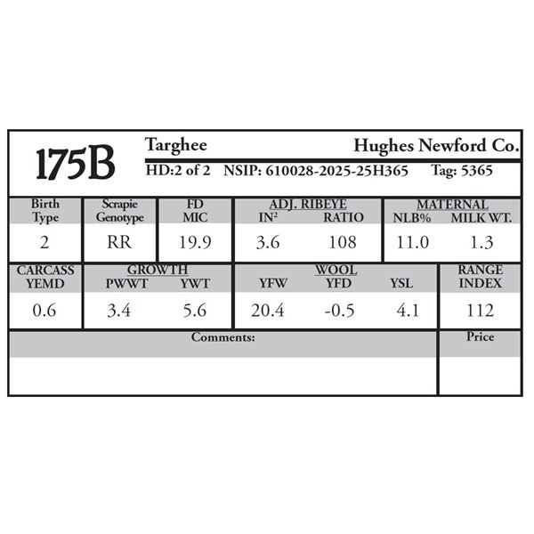 Hughes Newford Co. - 2 of 2 Targhee Ram