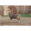 Image 2 : Hughes Newford Co. - 2 of 2 Targhee Ram