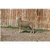 Image 2 : Hughes Newford Co. - 1 of 2 Targhee Ram