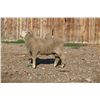 Image 2 : Hughes Newford Co. - 2 of 2 Targhee Ram