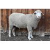 Image 2 : Green Ranch Targhees - 1 Targhee Ram