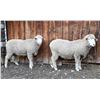 Image 2 : Green Ranch Targhees - 1 of 2 Targhee Ram