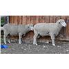 Image 2 : Green Ranch Targhees - 1 of 2 Targhee Ram