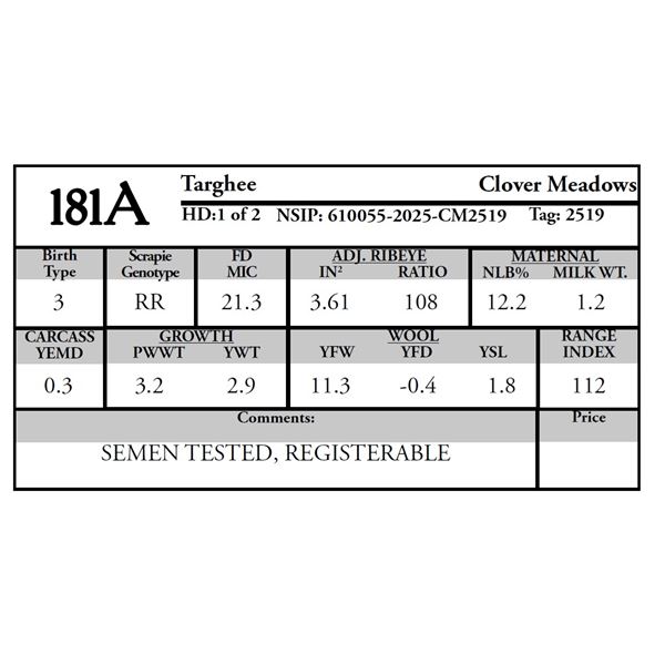 Clover Meadows - 1 of 2 Targhee Ram