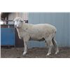 Image 2 : Skull Creek Targhee - 1 Targhee Ram