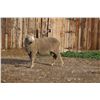 Image 2 : Sampsel Livestock - 1 Targhee Ram