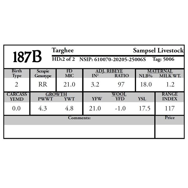 Sampsel Livestock - 2 of 2 Targhee Ram